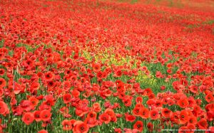Poppies Veterans Day World War 1